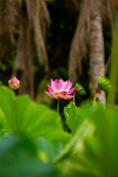 Lotus pond. Water lily close up. Sacred lotus flower in Buddhism. Calmness and tranquility. Spa treatments, yoga, meditation. Tropical nature.