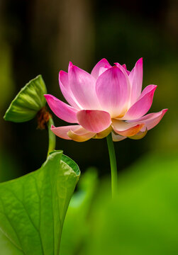 Lotus pond. Water lily close up. Sacred lotus flower in Buddhism. Calmness and tranquility. Spa treatments, yoga, meditation. Tropical nature.