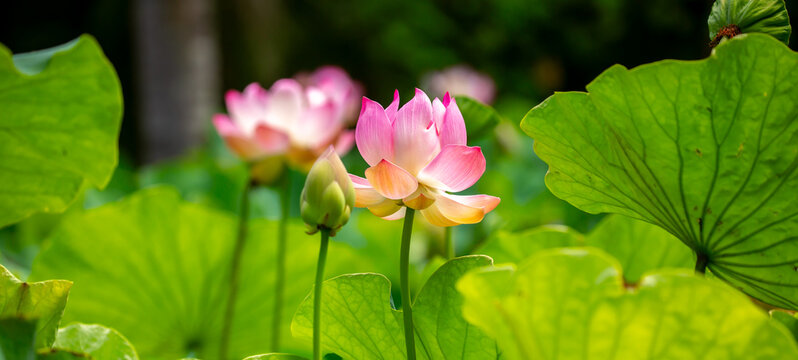 Lotus pond. Water lily close up. Sacred lotus flower in Buddhism. Calmness and tranquility. Spa treatments, yoga, meditation. Tropical nature.