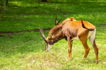 A majestic roan antelope with long curved horns standing on a green meadow in its natural habitat. African wildlife and savanna nature scenery. © Vera