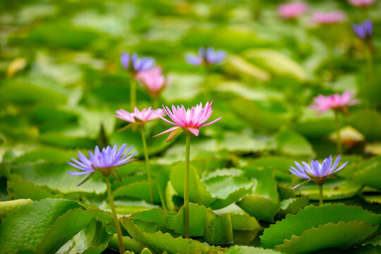 Lotus pond. Water lily close up. Sacred lotus flower in Buddhism. Calmness and tranquility. Spa treatments, yoga, meditation. Tropical nature.