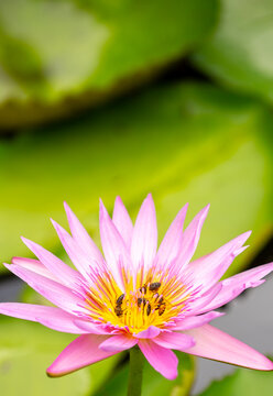 Lotus pond. Water lily close up. Sacred lotus flower in Buddhism. Calmness and tranquility. Spa treatments, yoga, meditation. Tropical nature.