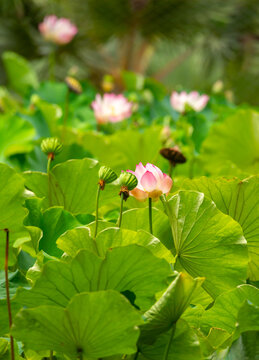 Lotus pond. Water lily close up. Sacred lotus flower in Buddhism. Calmness and tranquility. Spa treatments, yoga, meditation. Tropical nature.