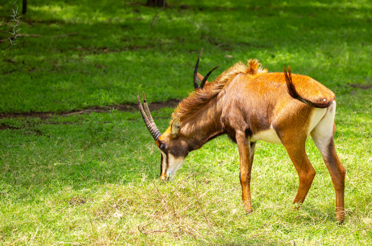 A majestic roan antelope with long curved horns standing on a green meadow in its natural habitat. African wildlife and savanna nature scenery.