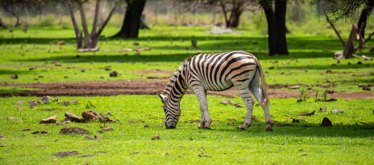 Fototapeta premium Zebras walking in a green meadow and eating grass. African zebras in the savannah. Wild animals in their natural habitat.