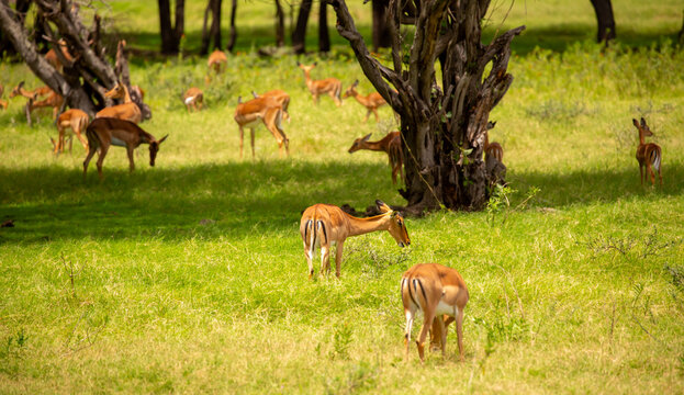 A herd of graceful impala antelopes walks past a fallen old tree in a green savanna. A scenic African wildlife landscape. Close-up of antelopes in their natural habitat.