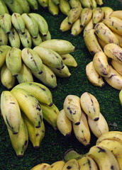 Small yellow bananas laid out in neat hands across a green display mat © Bugra Kaan Ersoy