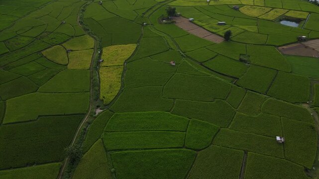 Aerial Green Rice Field Farmland Agriculture Rural Countryside Landscape Patchwork Summer Outdoor Natural Peaceful Scenic Growth Pattern Nature Countryside