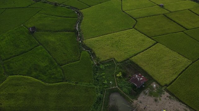 Aerial view green rice field rural landscape agriculture farmland countryside lush summer growth natural outdoor peaceful scenic house pond nature outdoor growth