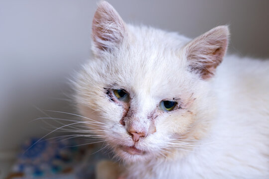 Indoor close-up portrait of white cat with dirty matted fur and crusted nose, showing tired weary eyes