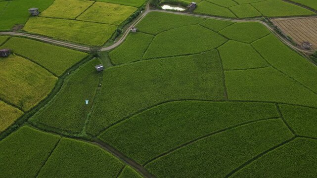 Aerial view green rice field rural landscape agriculture countryside summer lush farmland growth outdoor natural peaceful scenic farmland countryside summer lush outdoor natural scenic peaceful growth