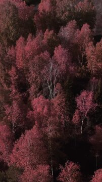 Drone view over red and gold autumn trees and open meadow with long shadows at sunset in the Ural Mountains, Russia, peaceful wilderness scenery