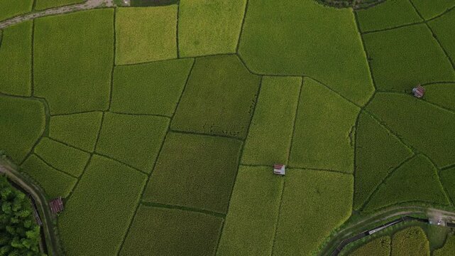 Aerial view rice field green paddy landscape rural farmland countryside agriculture lush vegetation small house tropical summer peaceful natural beauty, aerial green rice field rural landscape
