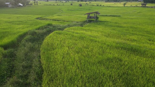 Lush green rice field with wooden hut rural landscape, agriculture countryside summer outdoor nature, peaceful scenic farmland, vibrant growth, tranquil environment, farming pathway through tall grass