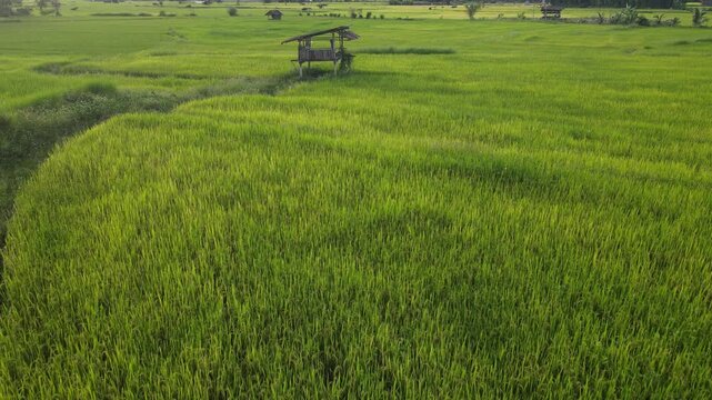 Green rice field rural landscape with wooden hut, lush vegetation, countryside agriculture in summer, scenic peaceful farmland, vibrant outdoor nature, aerial view of green rice field and wooden hut