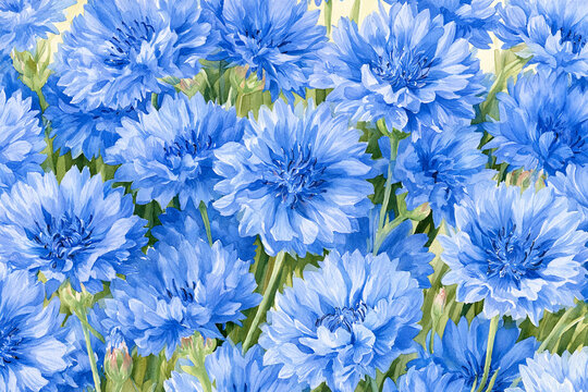 Watercolor full-frame illustration of cornflowers with vivid blue cornflower blooms with thin stems, with a densely packed close-up arrangement