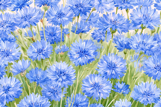 Watercolor full-frame illustration of cornflowers with vivid blue cornflower blooms with thin stems, with a soft, delicate pastel arrangement