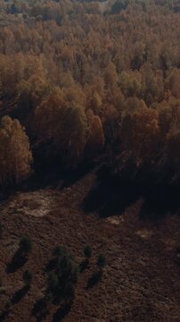 Drone footage of dense autumn woodland with colorful treetops and long shadows in the Ural Mountains, Russia, showcasing fall landscape and wilderness scenery
