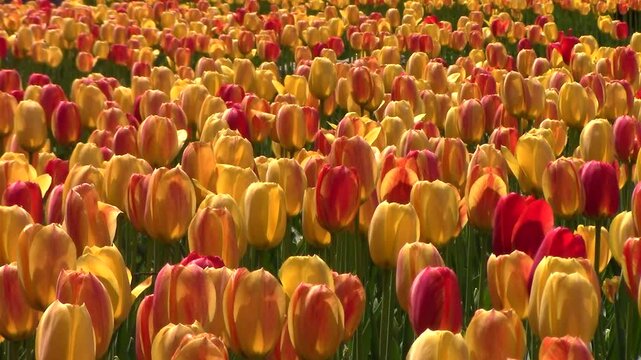 Vibrant field of blooming yellow and red tulips in springtime garden flowers