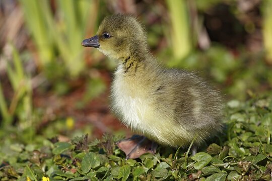 Greylag goose (Anser anser), chick, gosling, animal child, Schleswig-Holstein, Germany