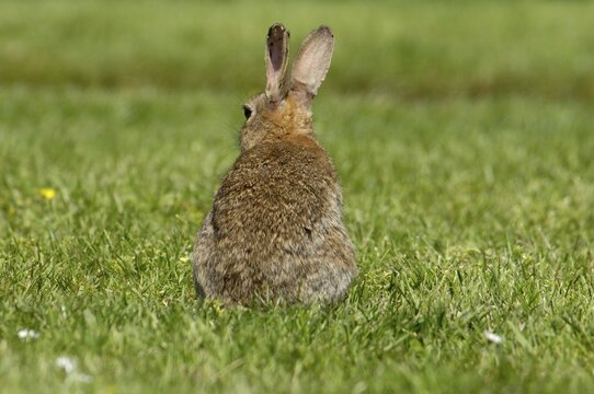 Rabbit Oryctolagus cuniculus sued-west England