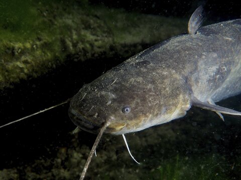 Close-up of a catfish (Silurus glanis), Waller, with clearly visible barbels and watchful eyes, at night, dive site Klosterinsel, Rheinau, Canton Zurich, Rhine, High Rhine, Switzerland, Germany
