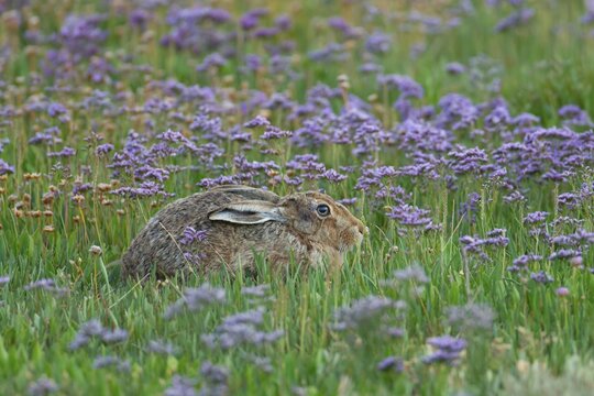 European brown hare (Lepus europaeus) adult resting amongst flowering Sea lavender plants, Suffolk, England, United Kingdom