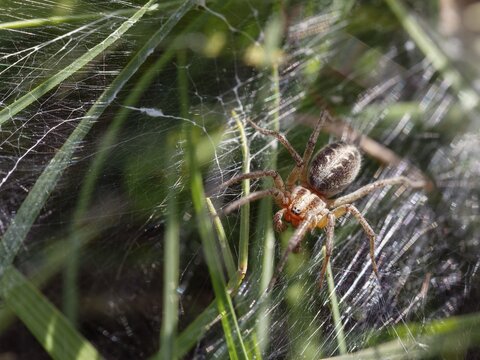 Labyrinth spider (Agelena labyrinthica), funnel-web spider, Upper Bavaria, Germany