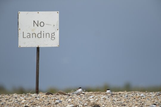 Common tern (Sterna hirundo) two adult birds on a shingle beach next to a sign in summer, Norfolk, England, United Kingdom