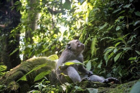 Crab-eating macaque (Macaca fascicularis), sits in the rainforest, monkey forest of Ubud, Sacred Monkey Forest Sanctuary, Padangtegal, Ubud, Bali, Indonesia