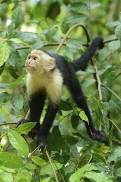White-headed or White-faced Capuchin (Cebus capucinus), Manuel Antonio National Park, Costa Rica, Central America