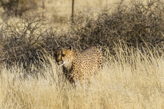 Cheetah (Acinonyx jubatus) stalking through the tall grass, Namibia