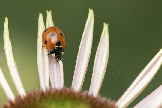 Seven-spot ladybird (Coccinella septempunctata) adult insect on a garden flower in summer, England, United Kingdom