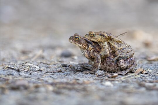 Common toad (Bufo bufo), Ahlhorn, Lower Saxony, Germany