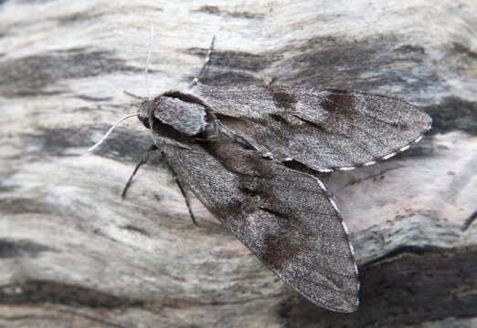 Hyloicus pinastri, pine swarmer, pine hawk moth, sphinx pinastri, pine arrow, butterfly, insects, moths, moths, moths, butterfly