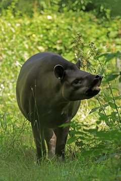 Lowland tapir (Tapirus terrestris), adult, foraging, captive
