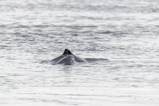 Photographing the Harbour porpoise (Phocoena phocoena) is very difficult, as it usually only takes 1 - 2 seconds to emerge, after which it reappears elsewhere and you never know where, Denmark
