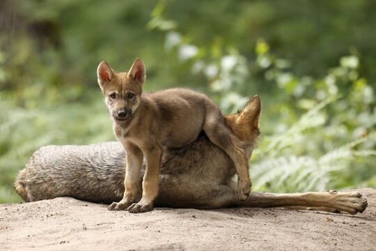 European gray wolf (Canis lupus), adult with pups, captive