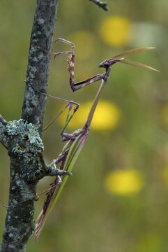 Empusa pennata, crested mantis, extremadura, mantis, high size, portrait format, insects, Spain