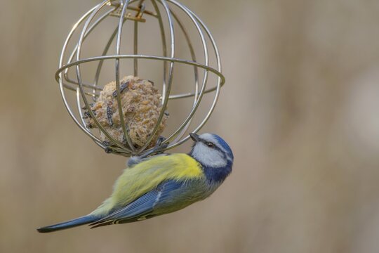 A blue tit (Parus caeruleus) hanging from a special feeder for tit dumplings in the garden, Baden-W&uuml;rttemberg, Germany