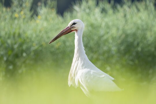 White Stork in Field, Ciconia ciconia, Lake Lucerne, Canton of Zurich, Switzerland
