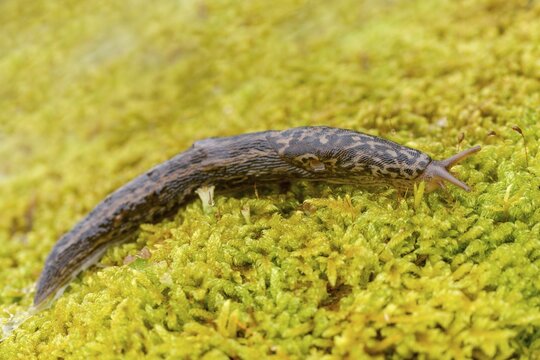 Big snail, big snowgel, limax maximus, snowgel, tiger snail, gastropod, great grey slug, leopard slug, mollusca, molluscs, snails, snails, molluscs