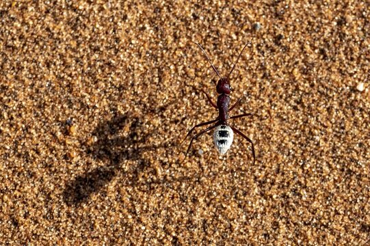 Namib Desert Ant (Camponotus detritus), Namib, Namib Desert, Namib-Naukluft National Park, Namibia