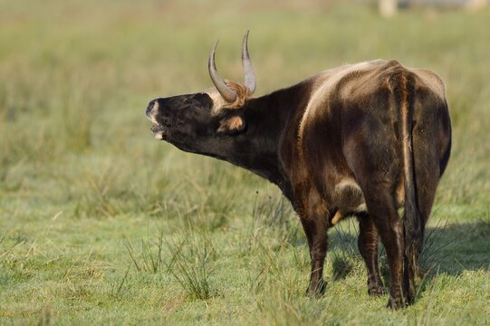 Heck cattle (Bos primigenius f. taurus), North Rhine-Westphalia, Germany