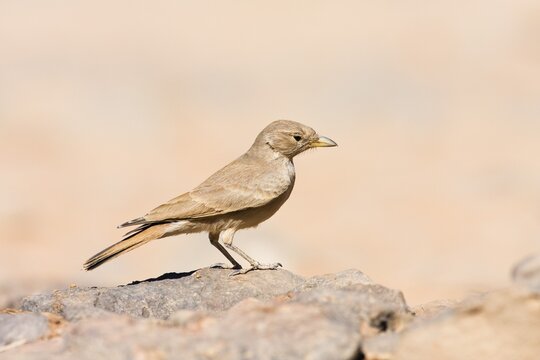 Desert Lark (Ammomanes deserti whitakeri), Libya, Sahara, North Africa, Africa