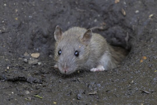 European brown rat (Rattus norvegicus) adult rodent animal emerging from its burrow hole entrance, England, United Kingdom