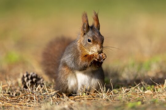 Eurasian red squirrel (Sciurus vulgaris) foraging for food, Germany