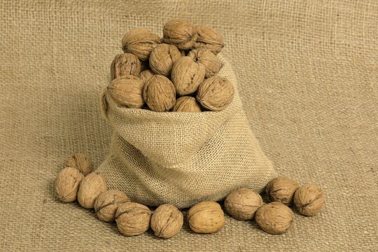 Persian walnut (Juglans regia), fruits, nuts, with shell, unshelled, Germany