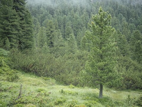 Forest in the morning mist, Krimmler Tauern, Pinzgau, Salzburg, Austria