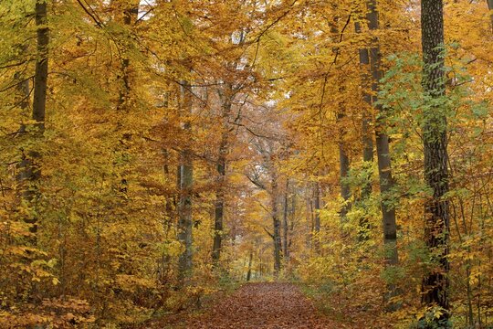 Forest trail through an autumn forest, Stuttgart, Baden-W&uuml;rttemberg, Germany